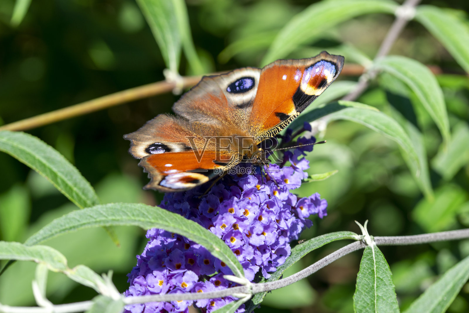 特写的欧洲孔雀蝶照片摄影图片