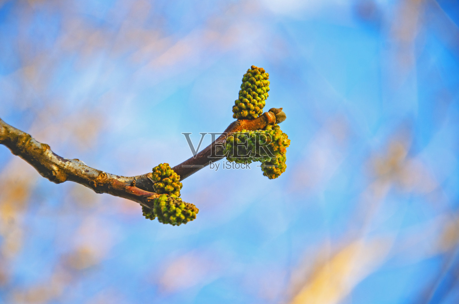 盛开的胡桃树枝 - 极简春季构图，柔和模糊的背景照片摄影图片