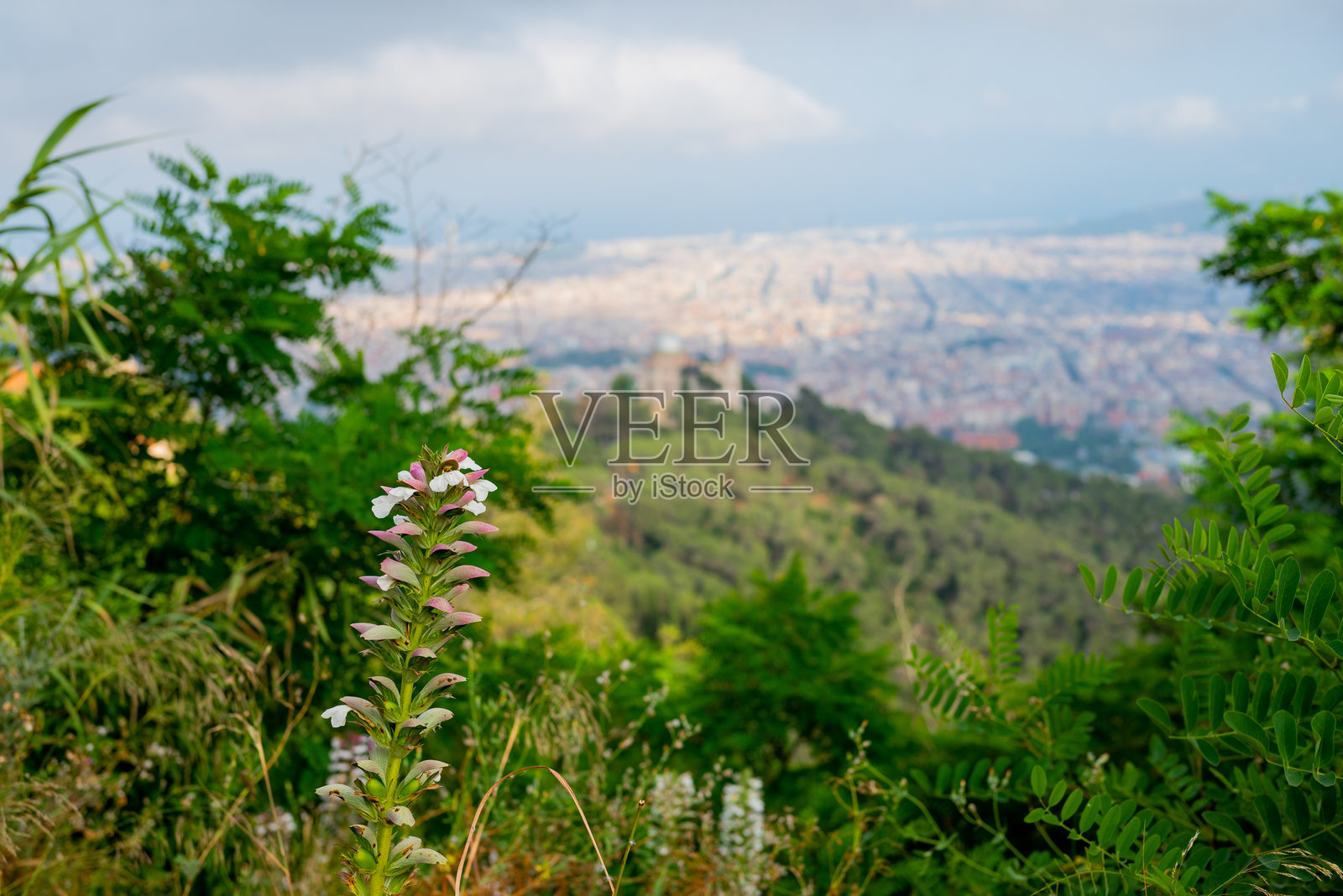 巴塞罗那科尔塞罗拉公园的典型植物——刺芹的细节照片摄影图片