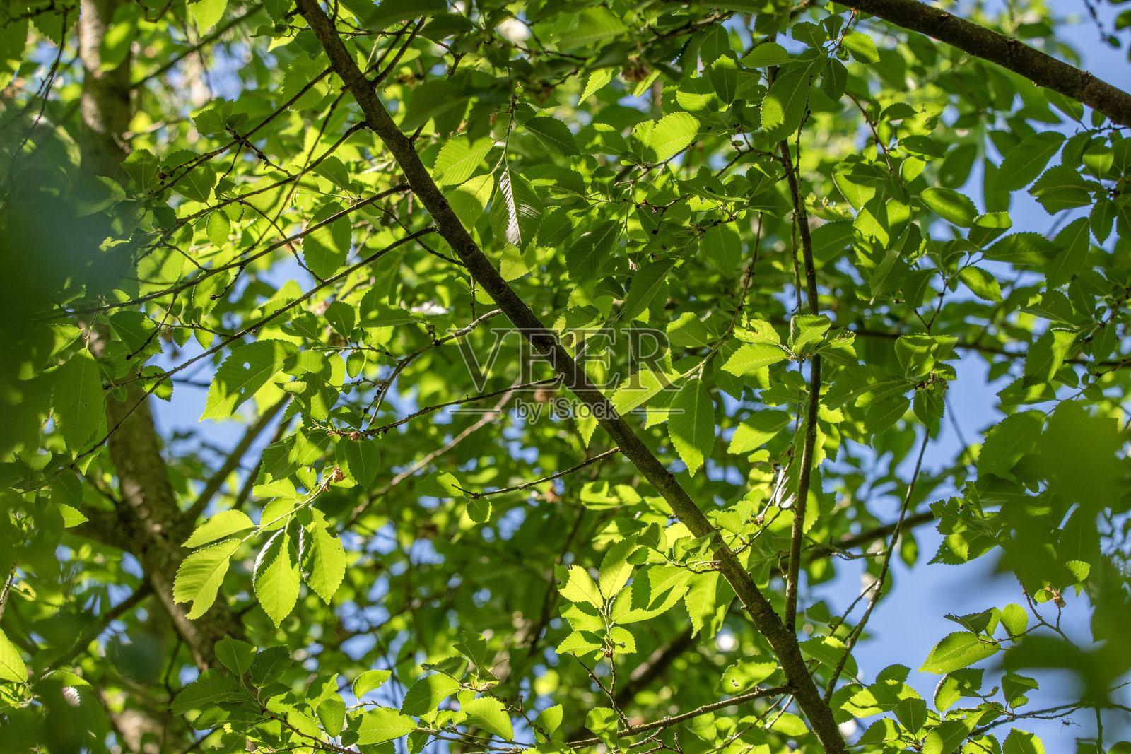 榆树“札幌秋金”的特写叶子照片摄影图片