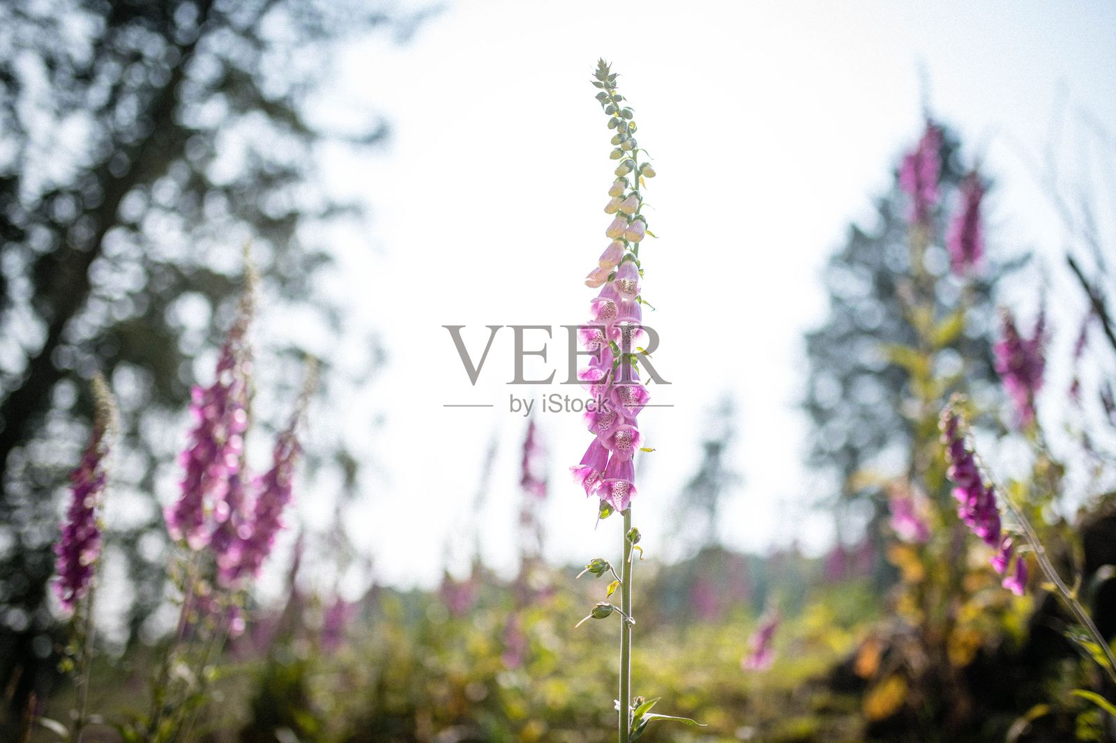 数字花田照片摄影图片