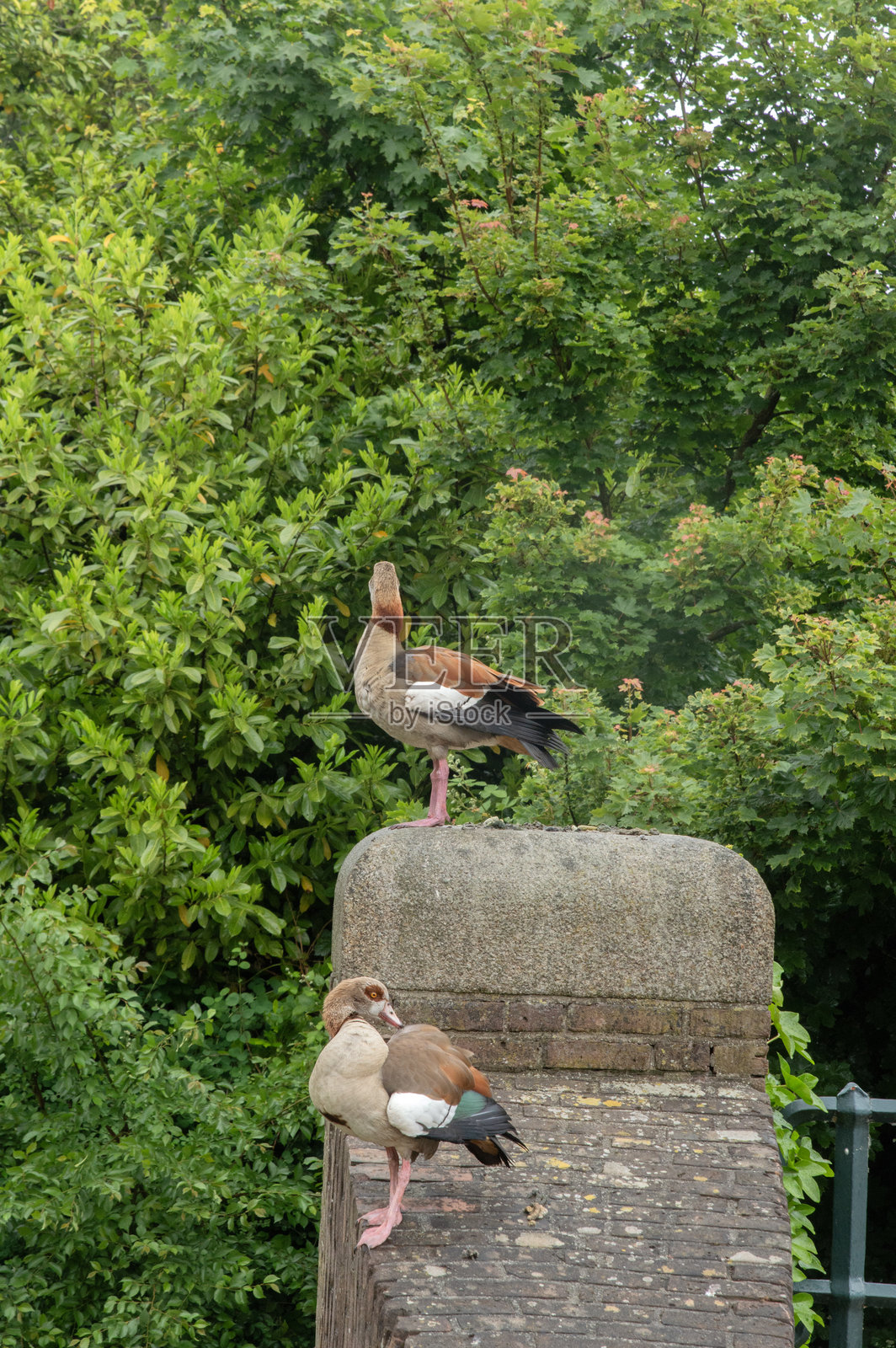 特写两只埃及鹅照片摄影图片