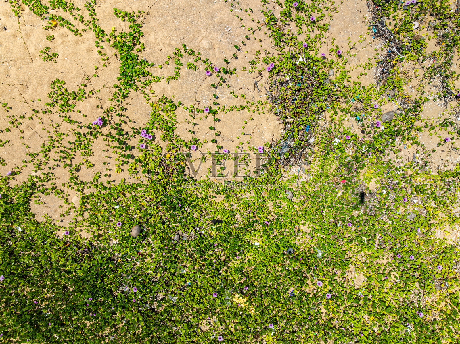沙滩沙纹和海滩上的绿色草花的俯视图。照片摄影图片