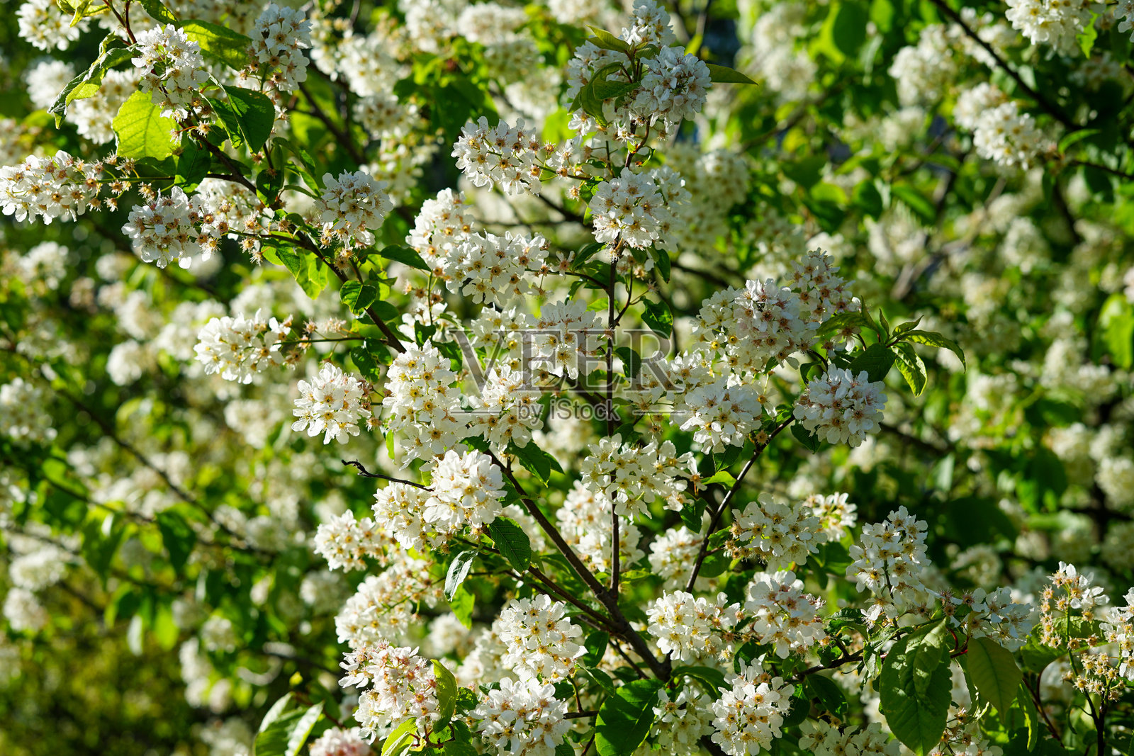 樱花盛开照片摄影图片