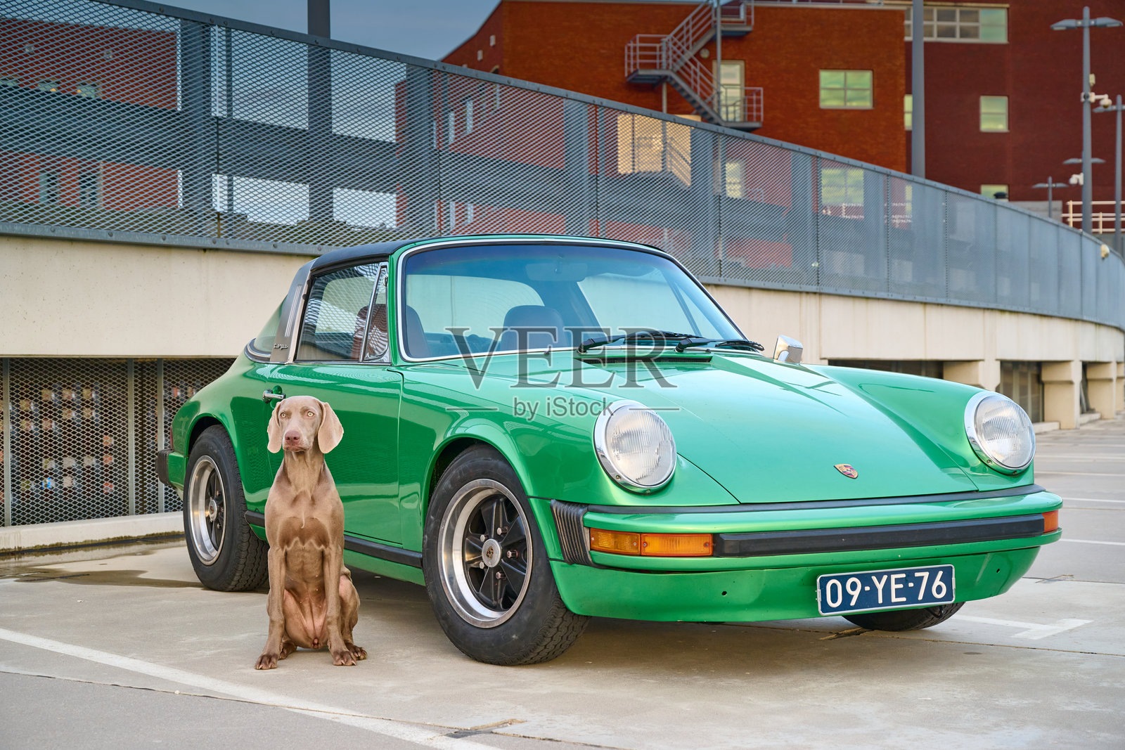 1974年款保时捷911与魏玛猎犬照片摄影图片