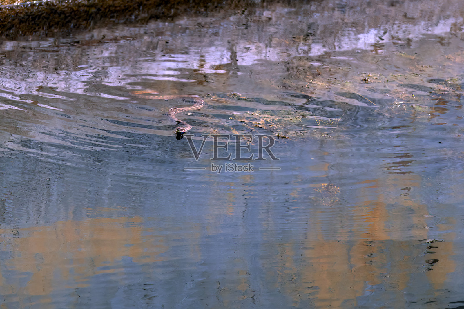 蛇在水中游动，镜头捕捉到它的动作照片摄影图片