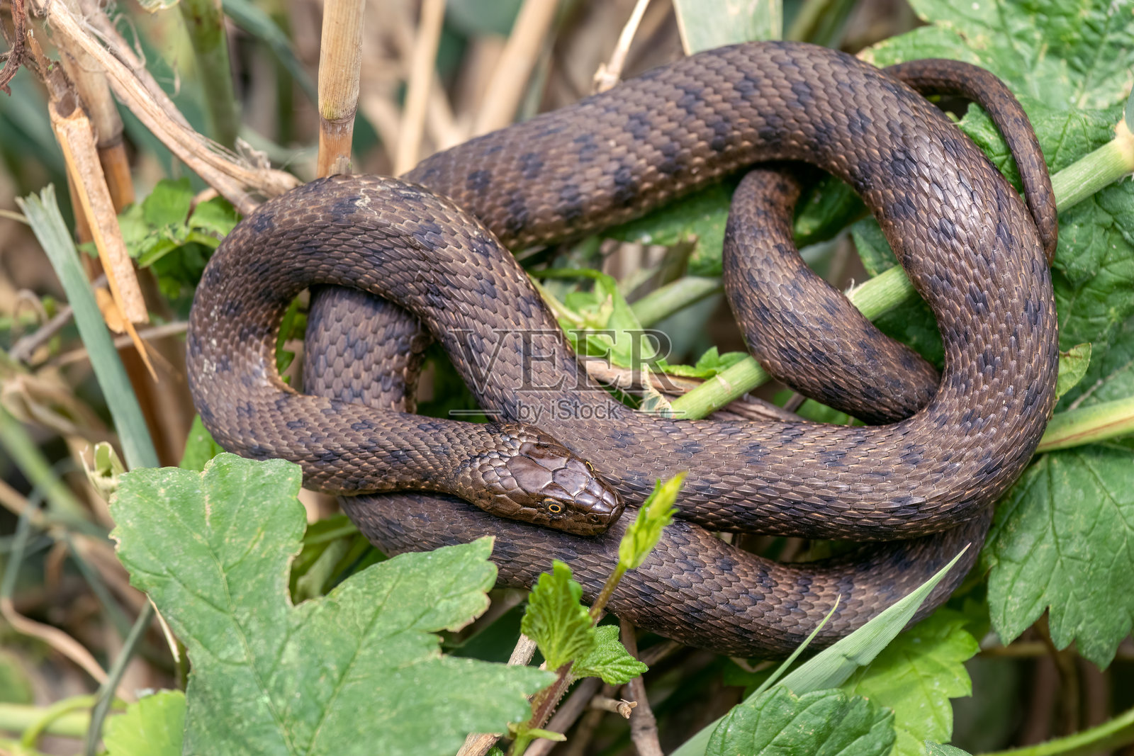 蛇盘绕着，沐浴在阳光下。网纹水蛇。照片摄影图片