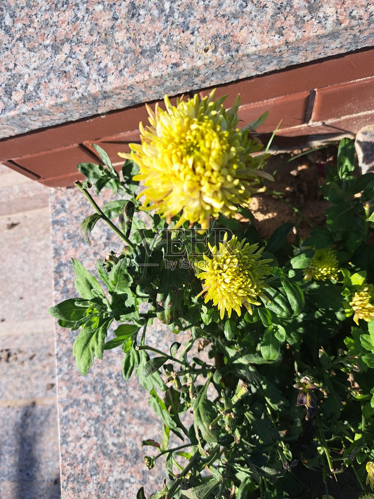 红花与美丽的花园照片摄影图片