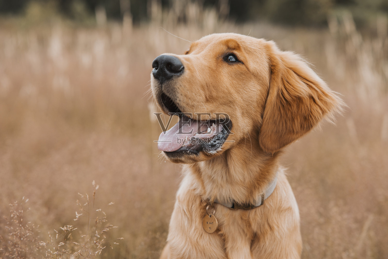 五个月大的金毛猎犬幼犬肖像照片摄影图片