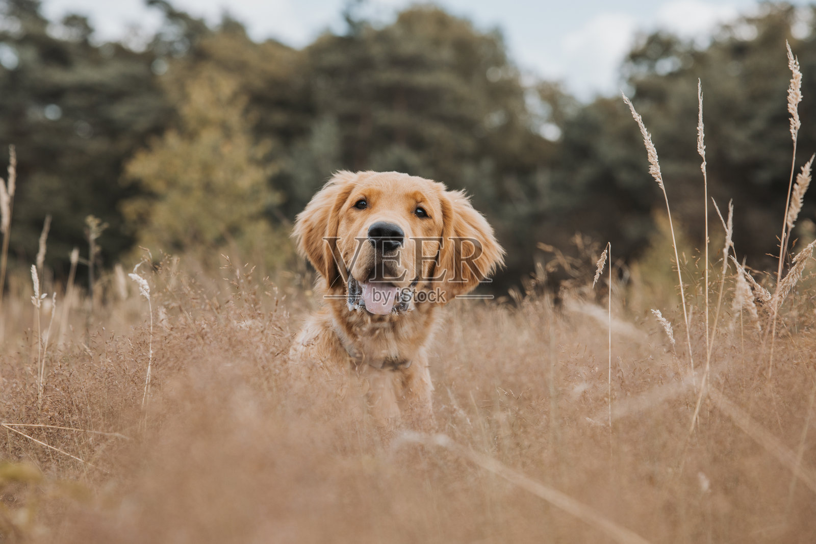 沙丘小径旁的金毛猎犬小狗照片摄影图片