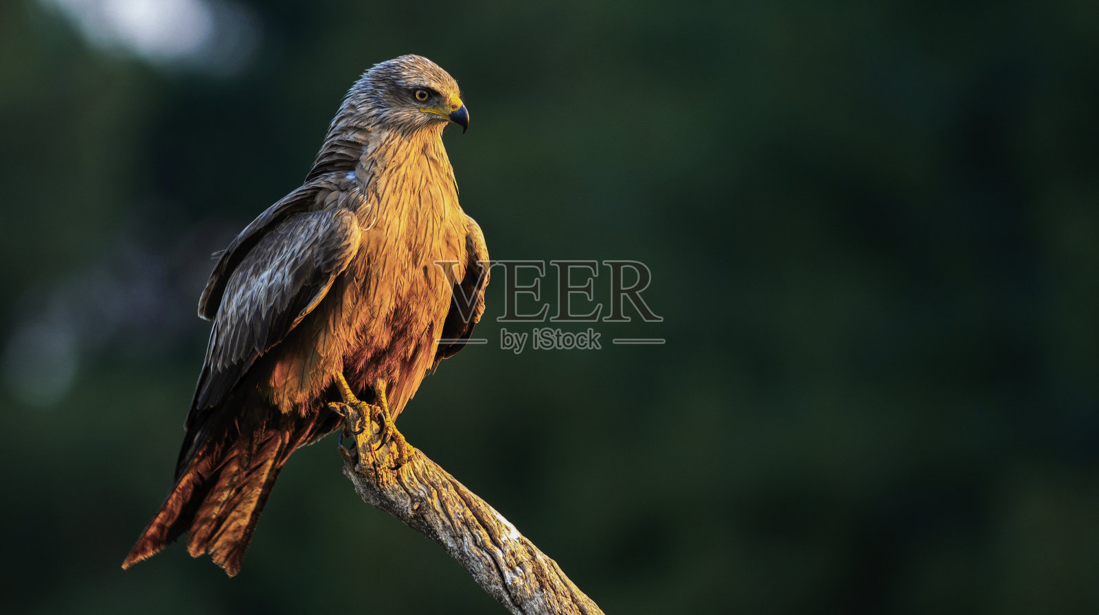 黑鸢，米尔武斯·米格朗斯，农业田野，卡斯蒂利亚和莱昂，西班牙照片摄影图片