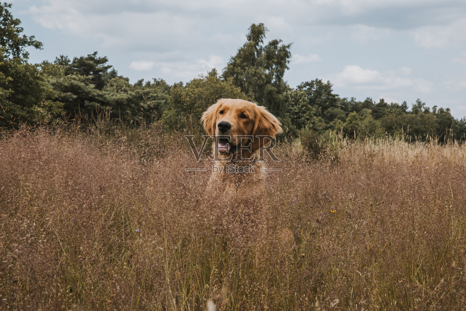 金毛猎犬小狗坐在阳光照耀的石楠花边旁照片摄影图片