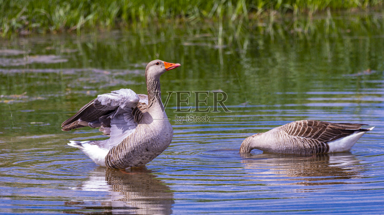 灰雁，Anser anser，达伊米尔国家公园，达伊米尔，西班牙城堡拉曼恰，西班牙照片摄影图片