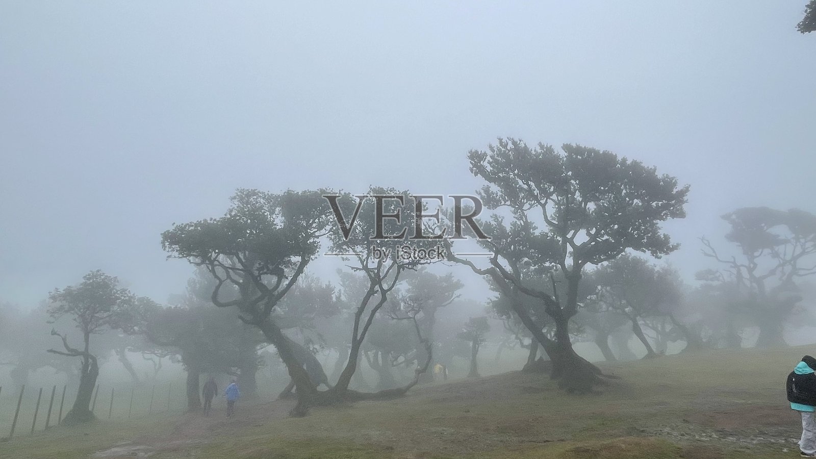 马德拉岛（葡萄牙）山中的雾霭森林树木照片摄影图片