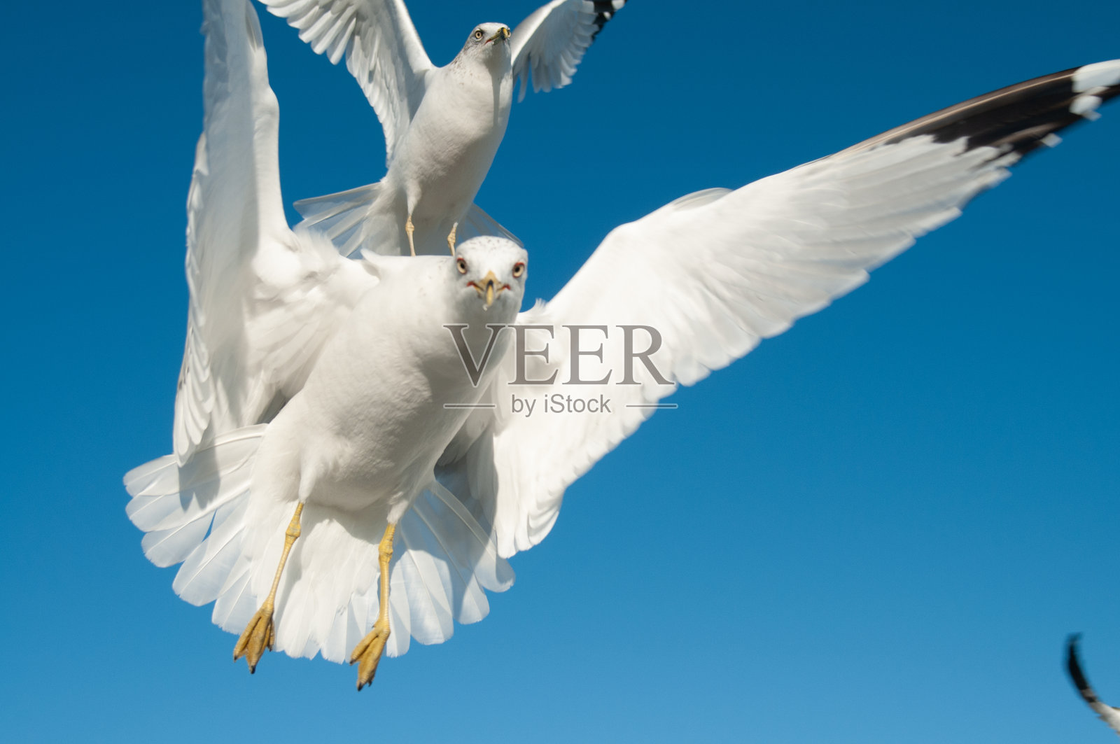 飞翔的海鸥照片摄影图片