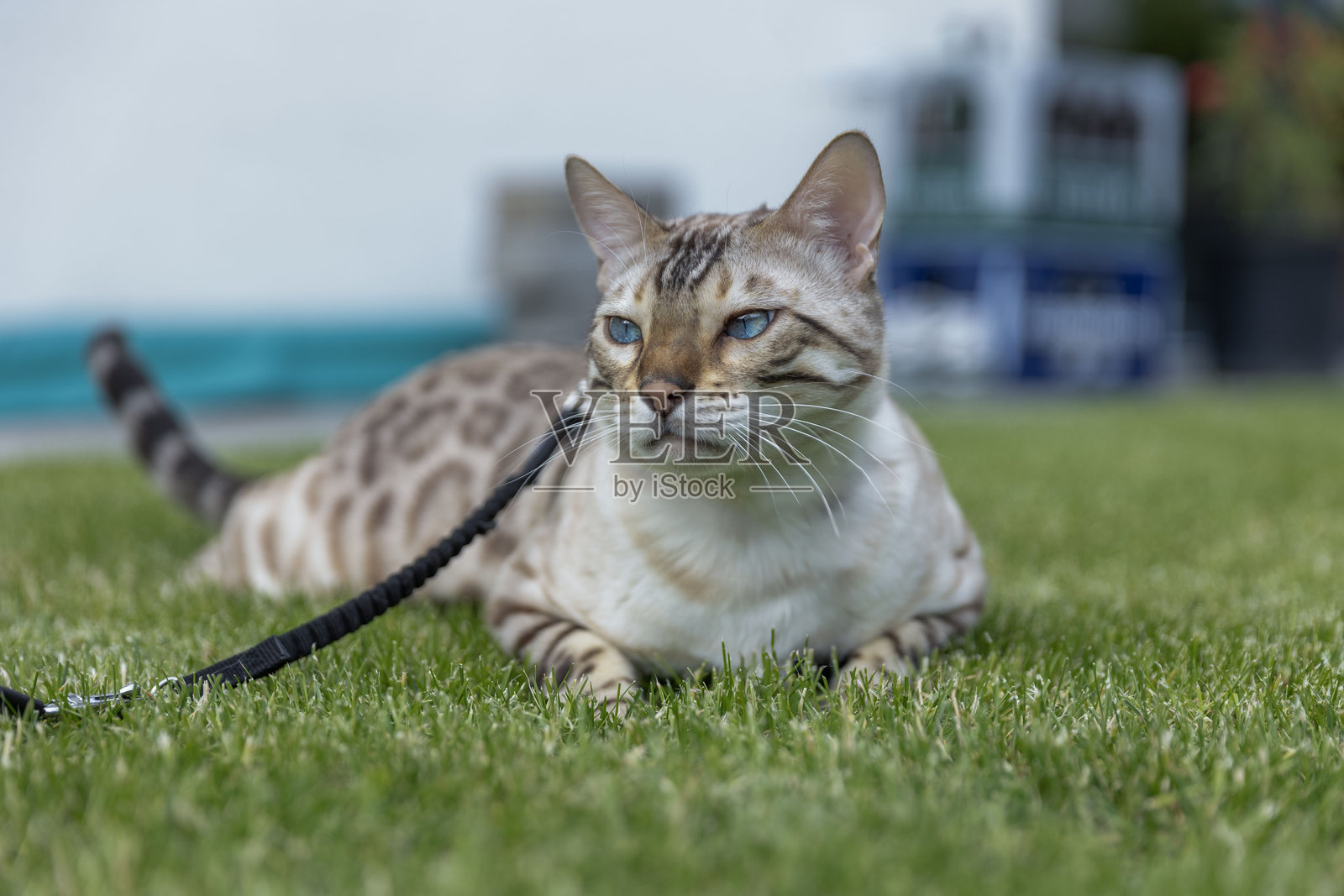 雪地孟加拉猫照片摄影图片