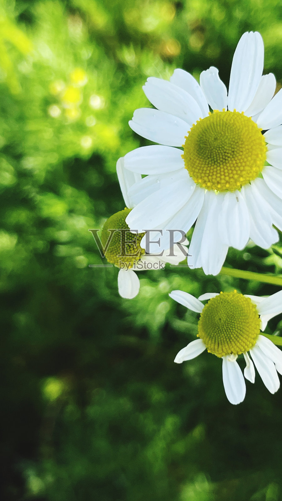 温暖阳光下，娇嫩的白色雏菊在郁郁葱葱的草地上绽放照片摄影图片