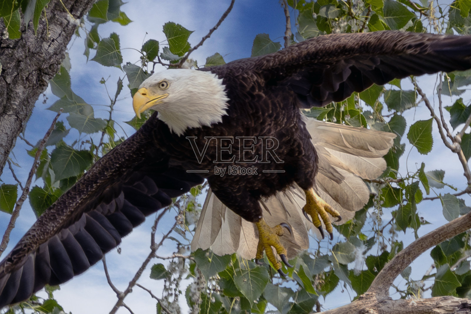 飞翔的鹰照片摄影图片