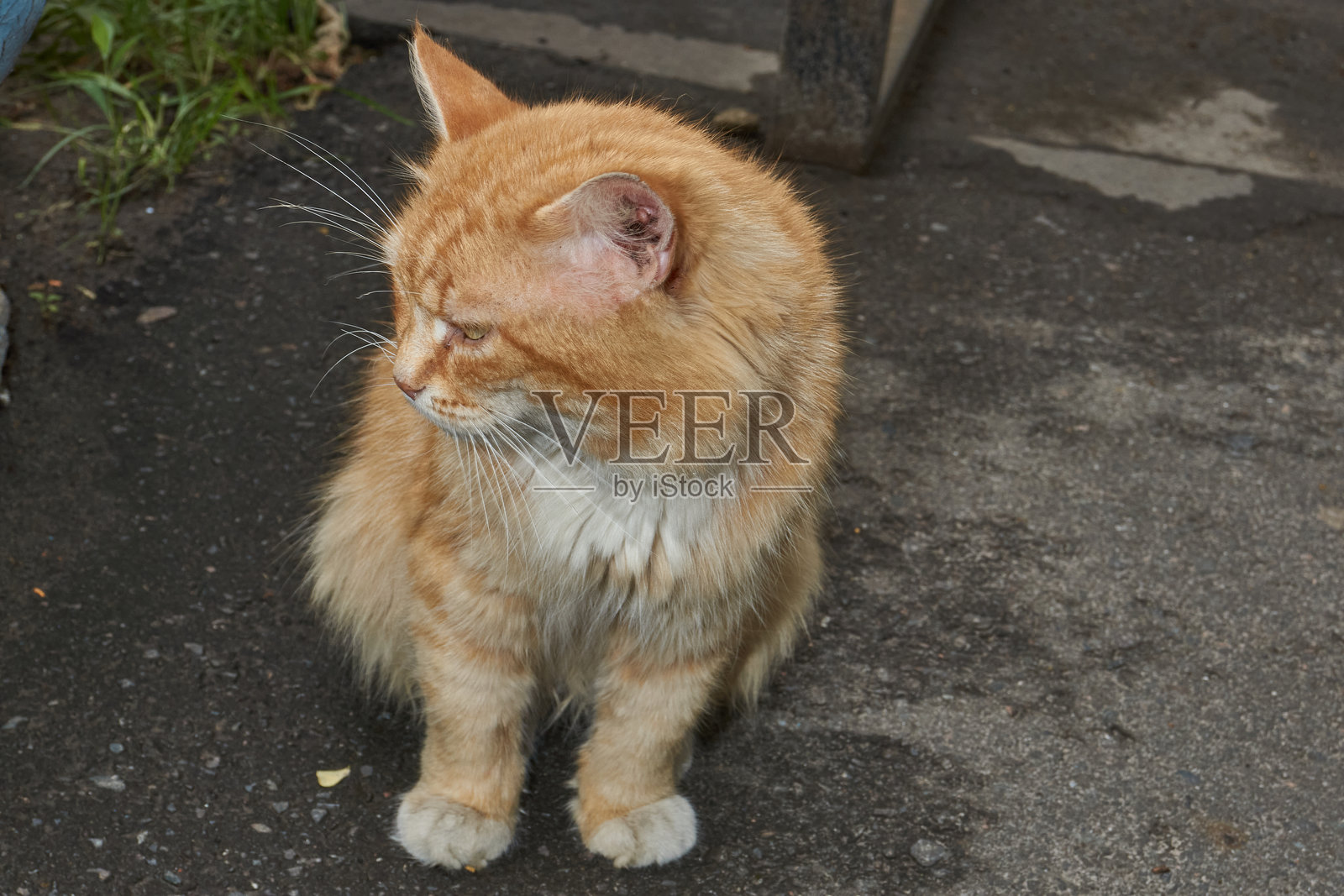 猫在房子的院子里走。照片摄影图片