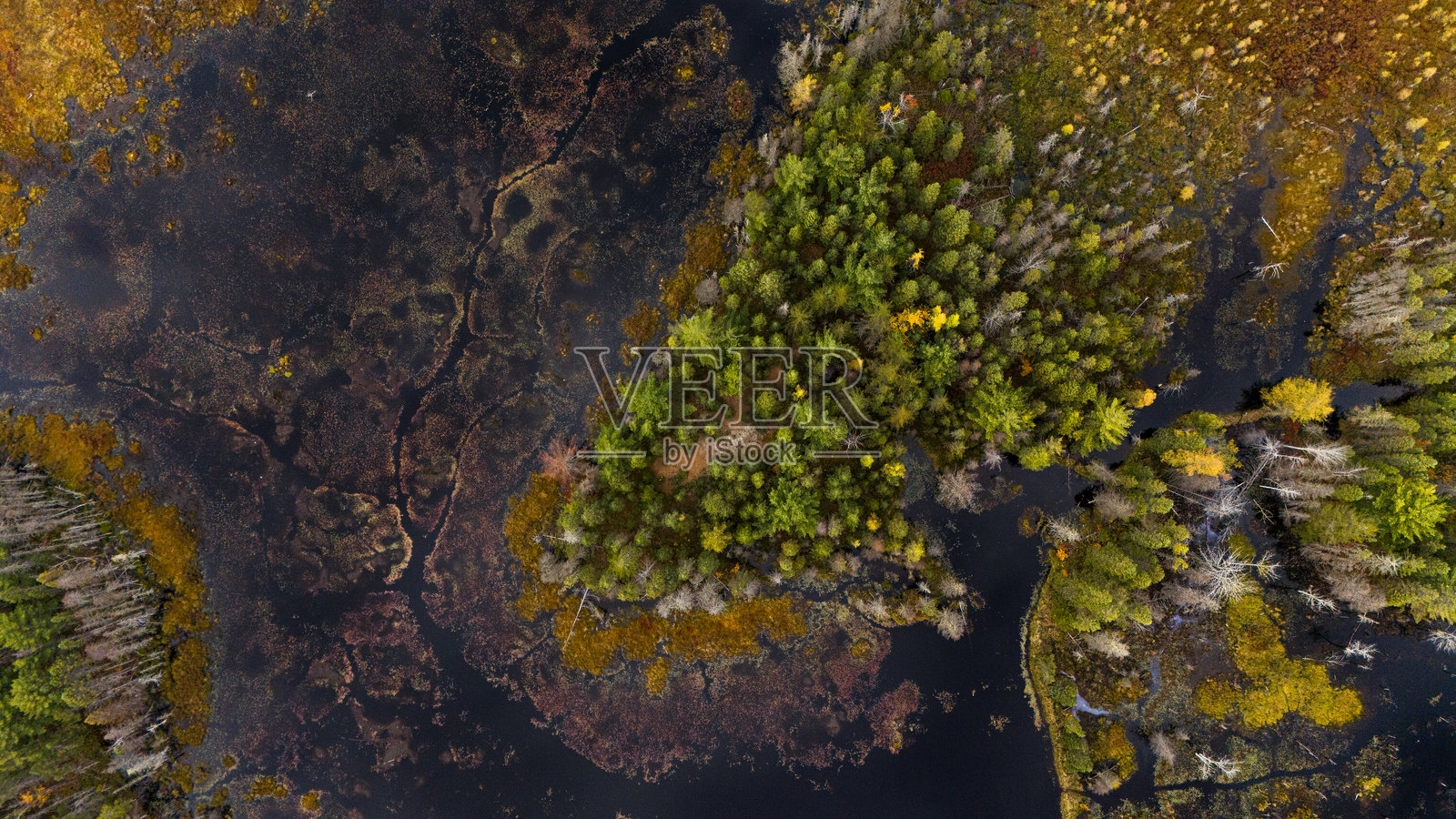 湿地照片摄影图片