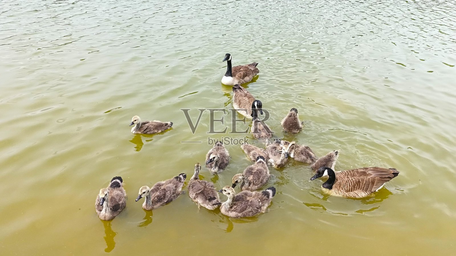 鹅和小鹅照片摄影图片