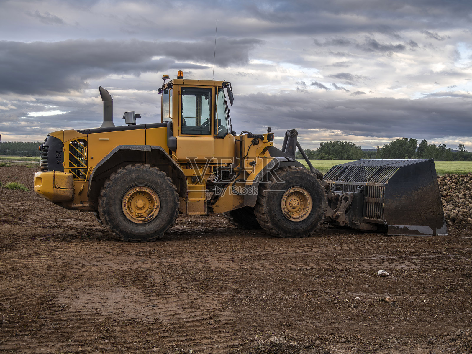 在西班牙萨莫拉省的乡村地区用挖掘机收获甜菜照片摄影图片