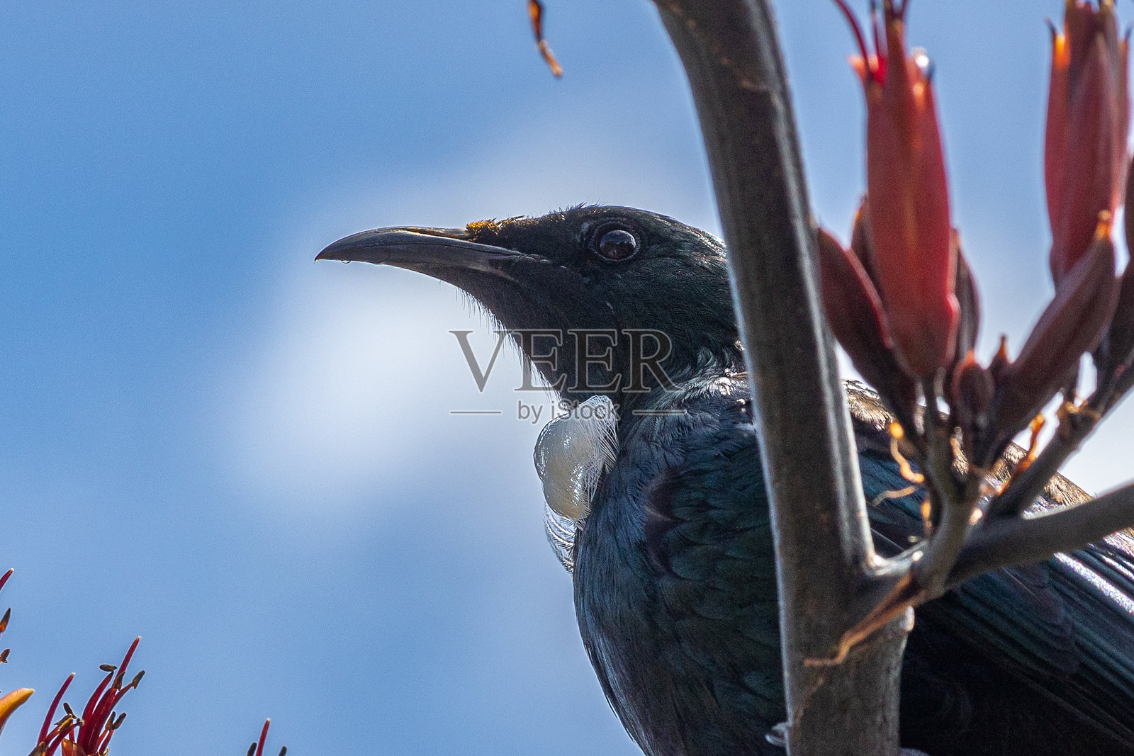 新西兰图伊鸟照片摄影图片