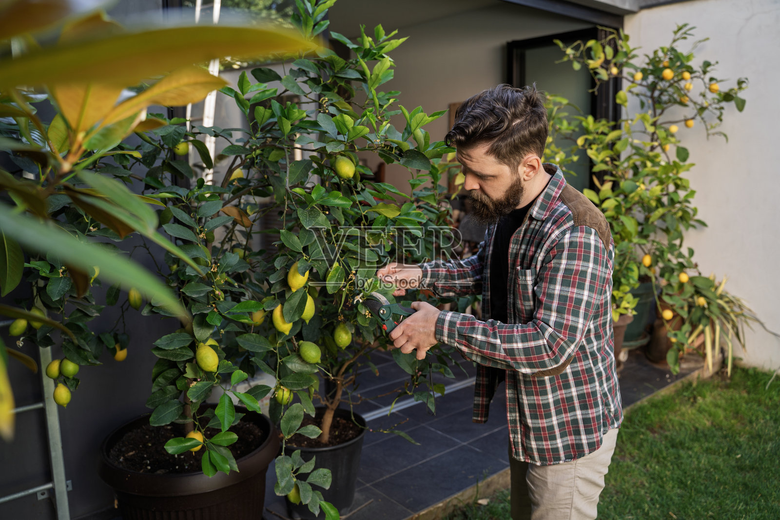 留着胡子的园丁在户外花园照料柠檬树照片摄影图片