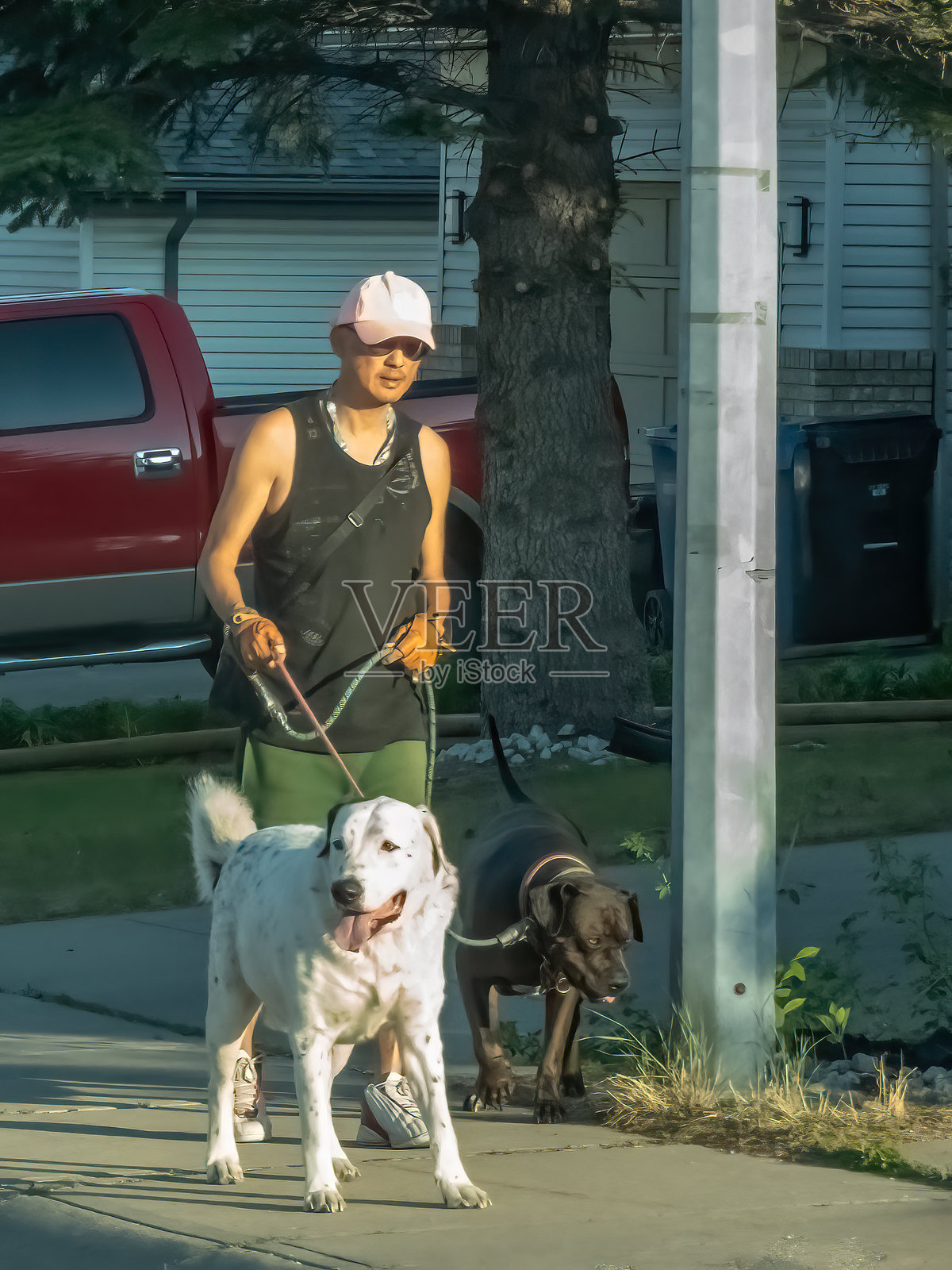 一位东亚裔人士在住宅区牵着两只狗,一只大型白色狗和一只较小的黑色狗。照片摄影图片