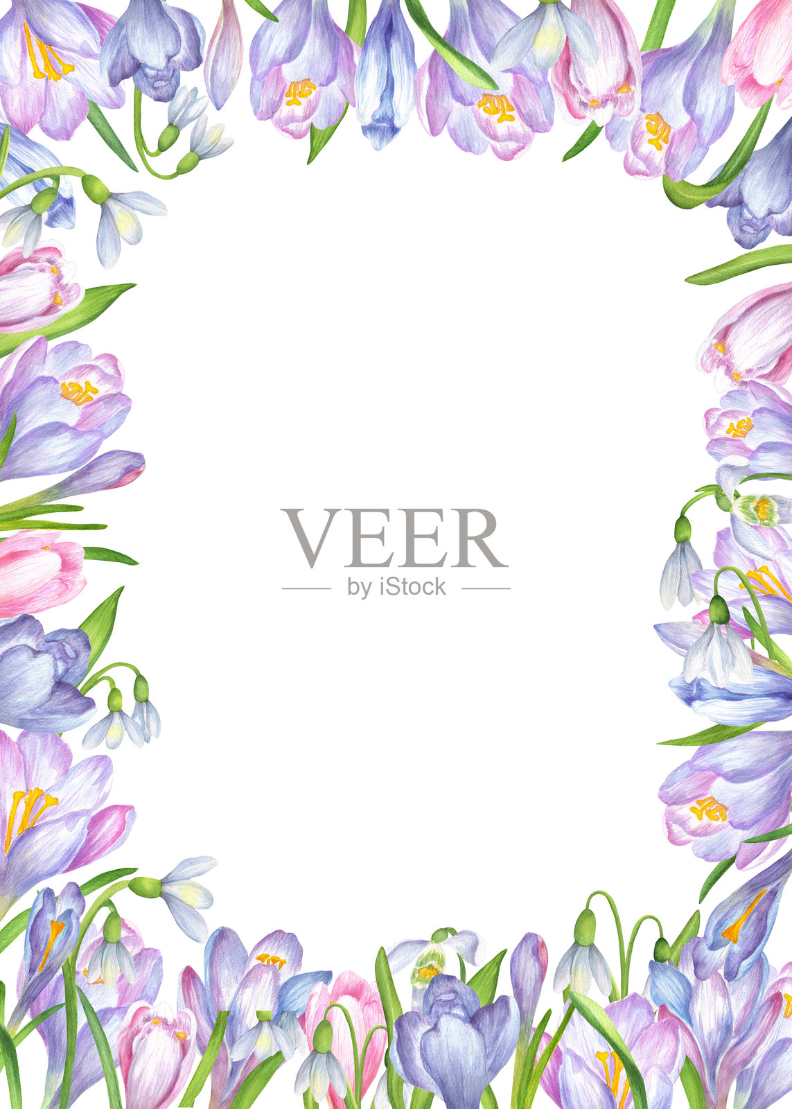 矩形花卉框架，装饰有番红花和雪花莲。春季装饰框架。春季花卉剪贴画。手绘水彩插图。适用于明信片、邀请函、封面、菜单设计。插画图片素材