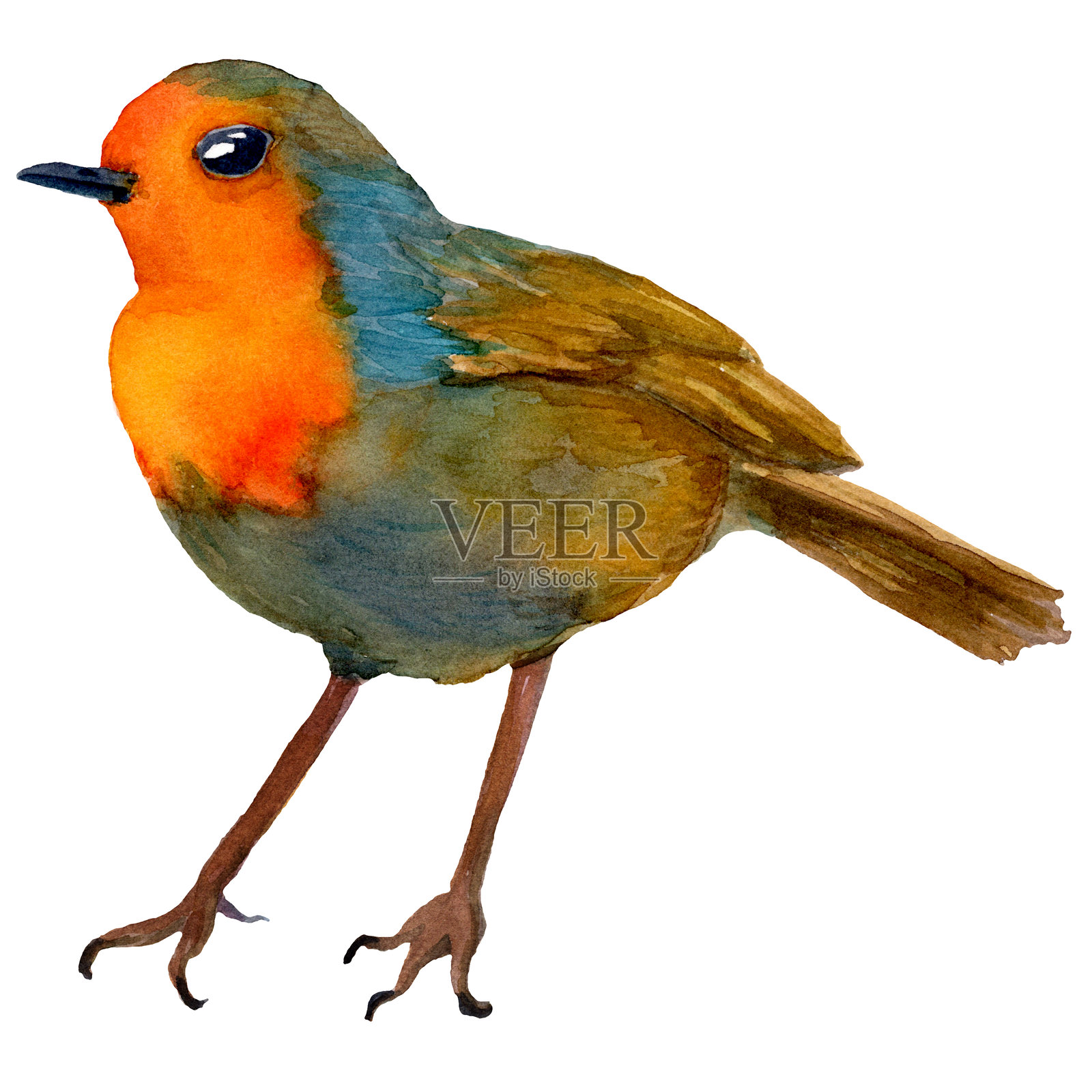 水彩手绘的红胸鸲鸟插图。欧洲红胸鸲的写实风格肖像。适用于封面、背景、装饰和印刷设计。插画图片素材