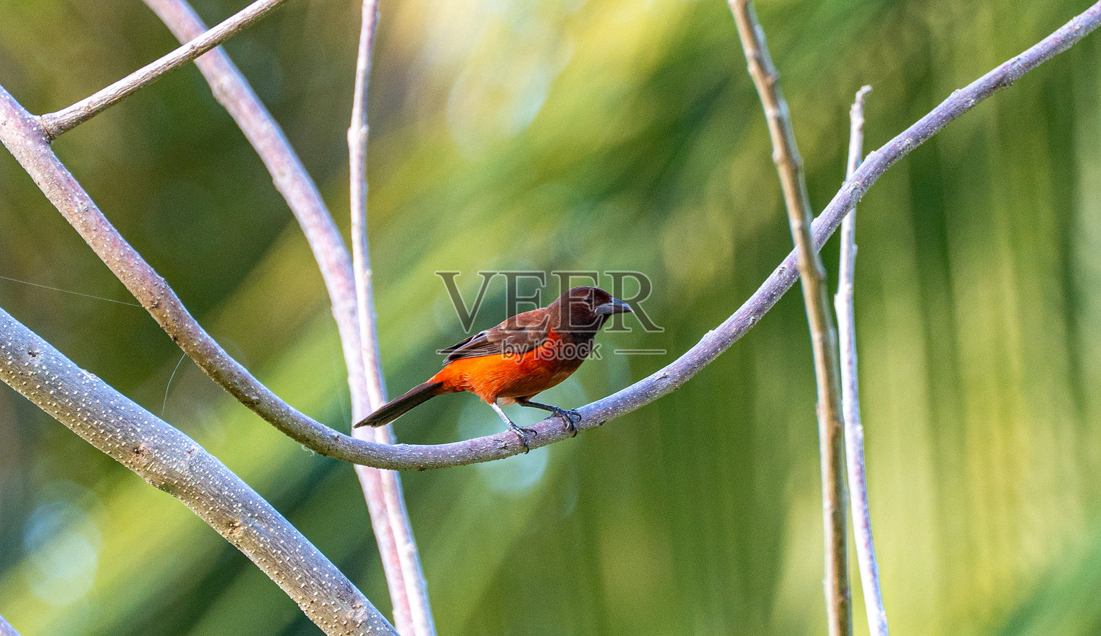 在哥伦比亚南美洲的塔约纳国家公园美丽的拉皮西纳海滩上，加勒比海和圣玛尔塔山脉脚下的肝脏唐纳雀鸟。照片摄影图片