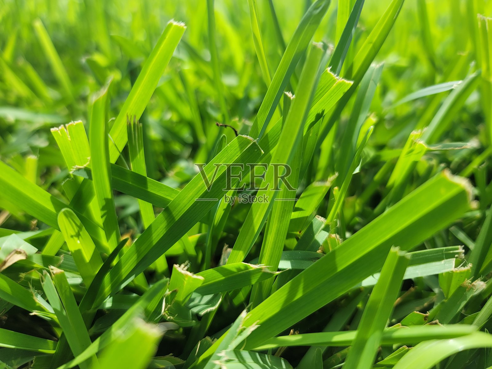 佛罗里达的草坪照片摄影图片