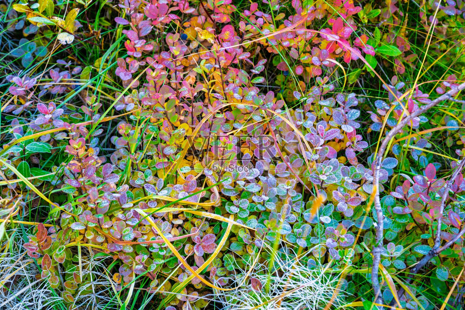 冰岛的多彩霜冻植被照片摄影图片