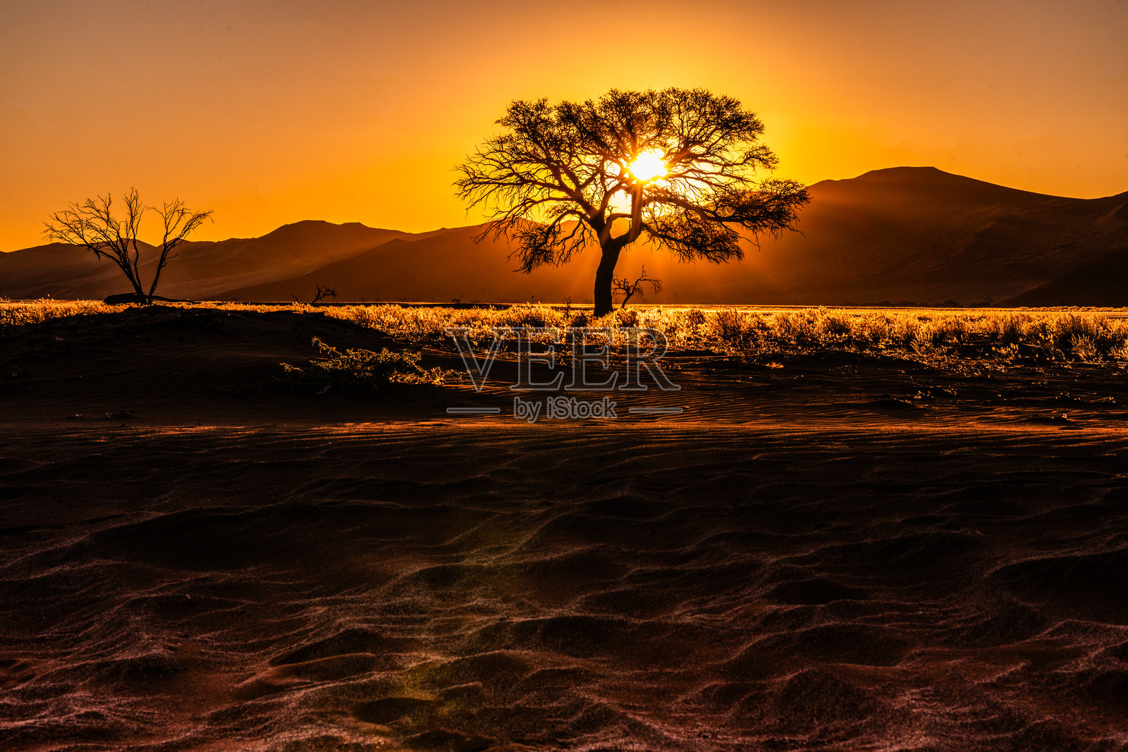 纳米比亚沙丘#45的沙漠树木透过日落的景象照片摄影图片