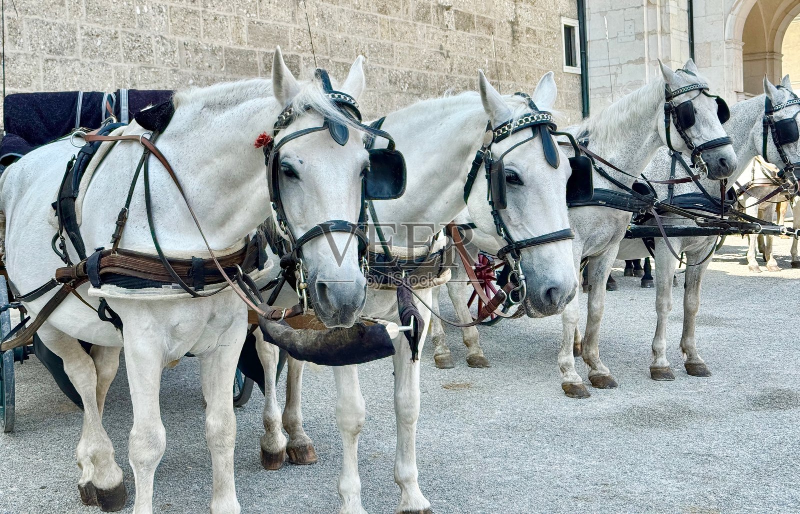 马车照片摄影图片