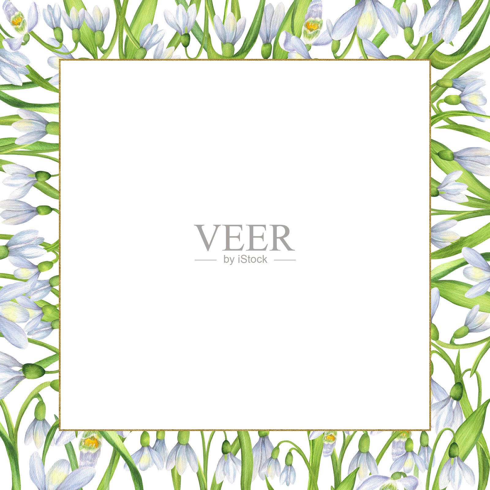 小巧的金色方框，里面装饰着白色的雪花莲花和绿色的叶子。春季花卉方框。春季花卉剪贴画。手绘水彩插图。适用于明信片和邀请函。插画图片素材