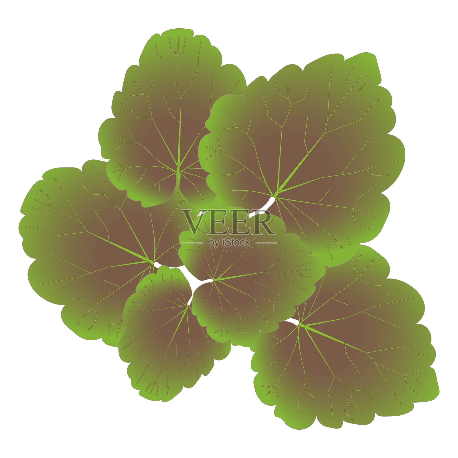 紫露草棕绿色插画图片素材