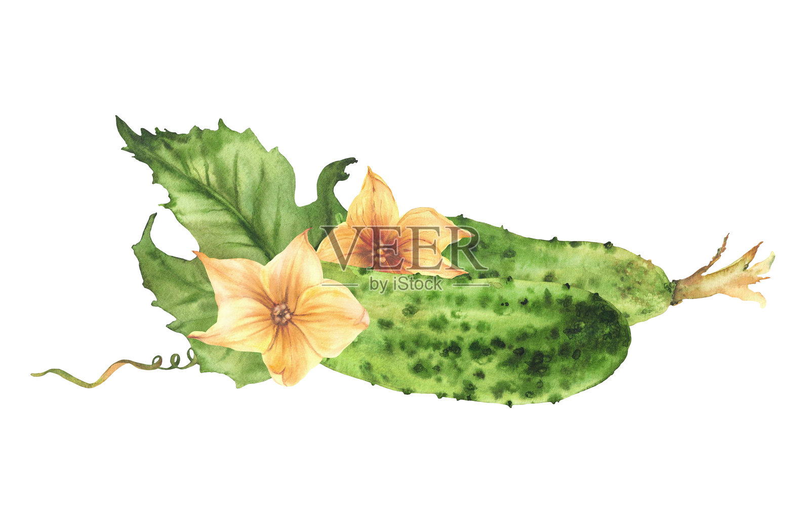水彩画的黄瓜，带有花朵、花蕾、叶子和卷曲的植物卷须。逼真的蔬菜画作插画图片素材