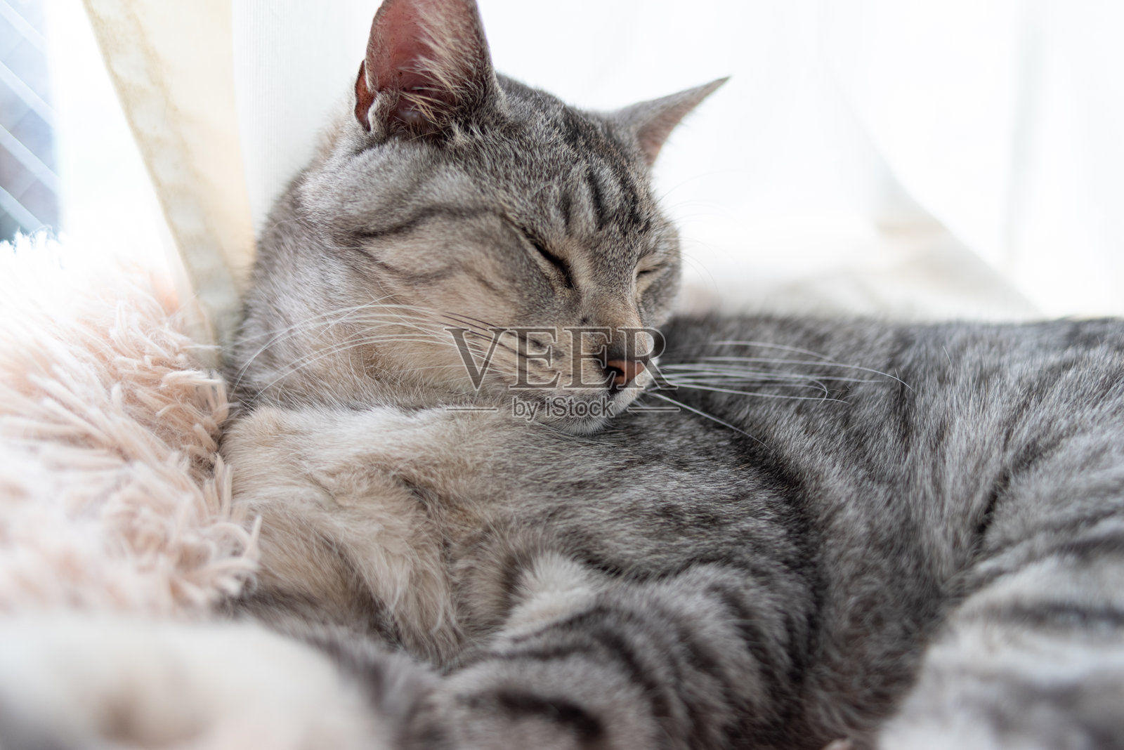 可爱的猫咪在窗边睡觉照片摄影图片