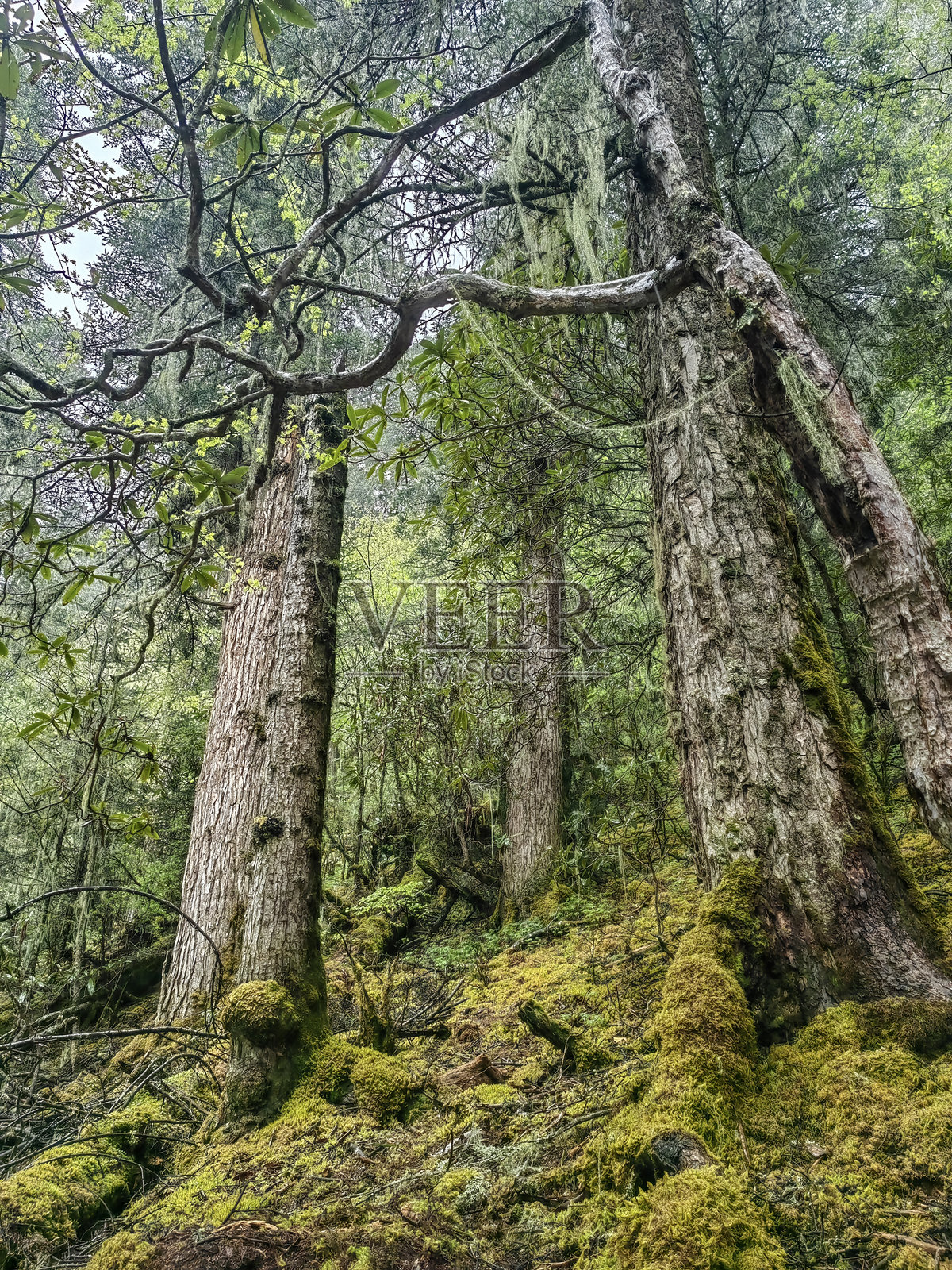 绿色森林景观，树干上覆盖着苔藓照片摄影图片