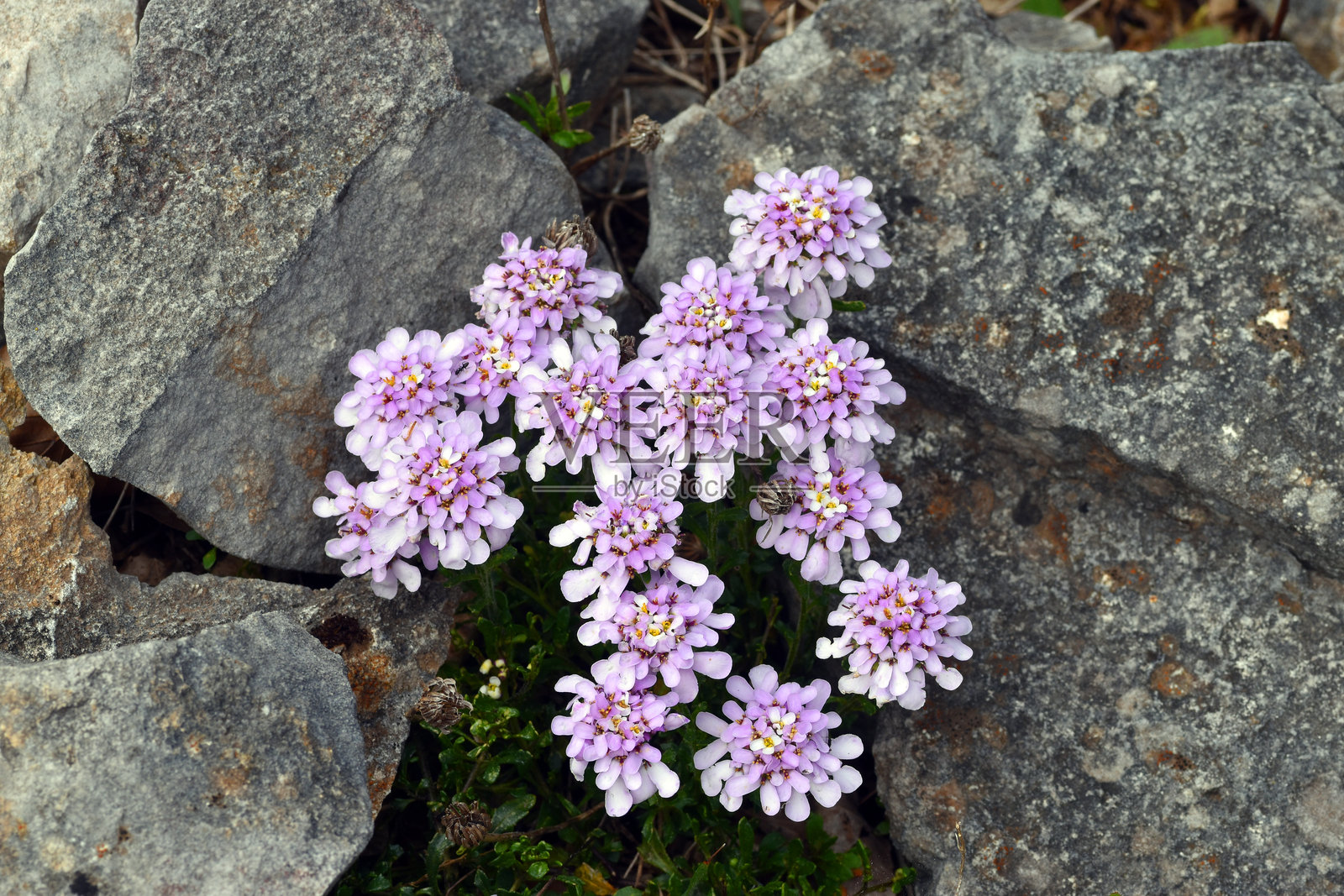 石灰岩中的石生植物伊贝里斯·卡诺萨照片摄影图片