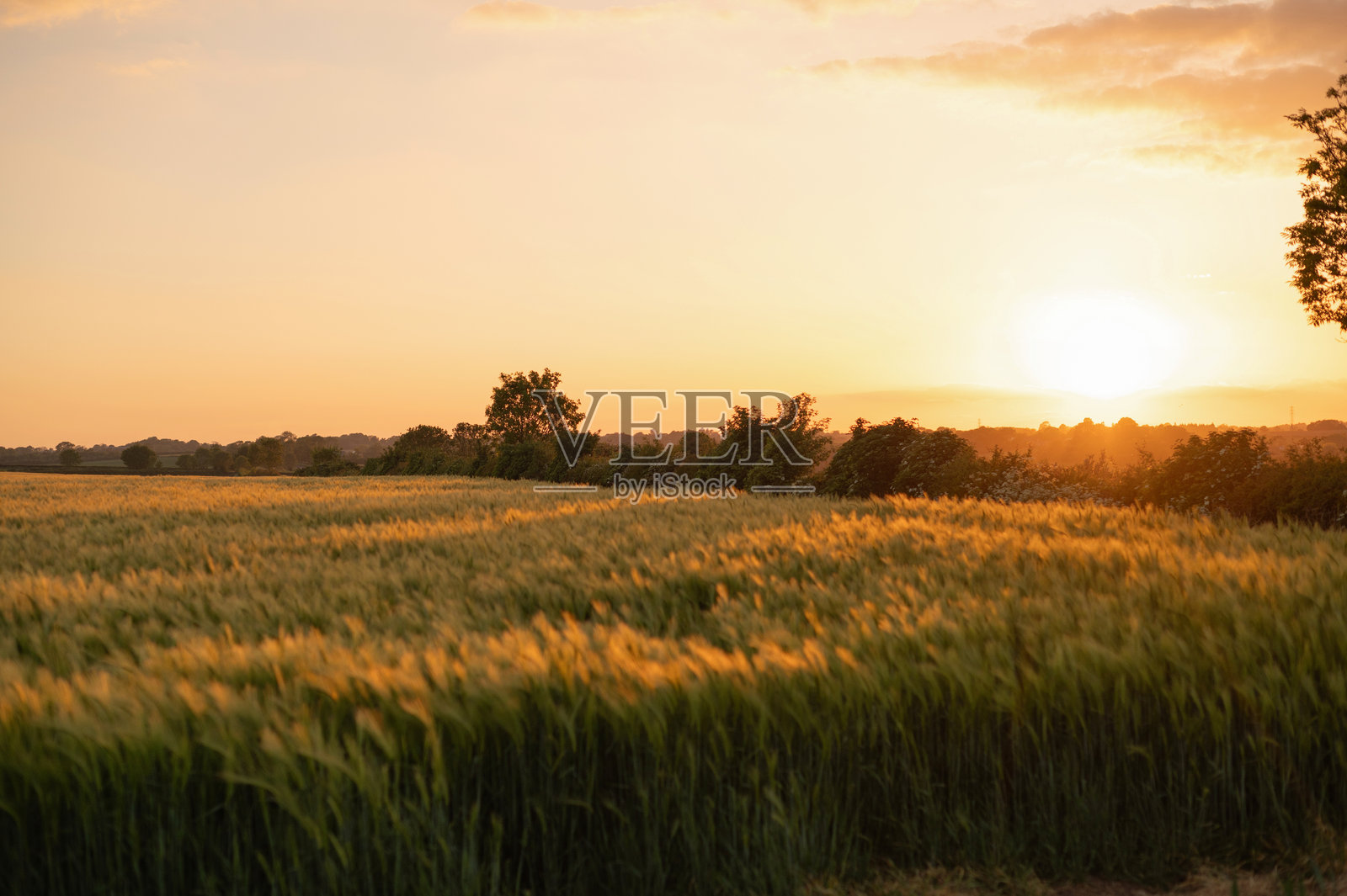 夏季日落时分的麦田景观。照片摄影图片