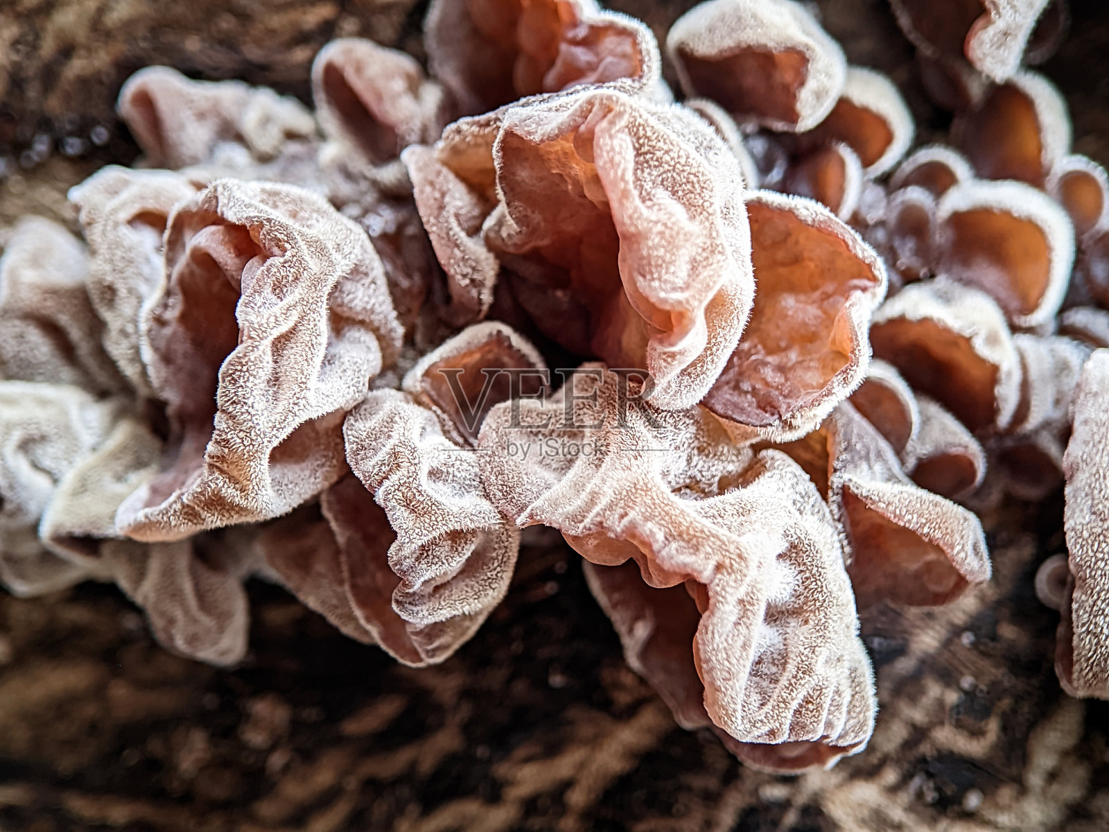 红耳蘑菇或异囊菌纲照片摄影图片