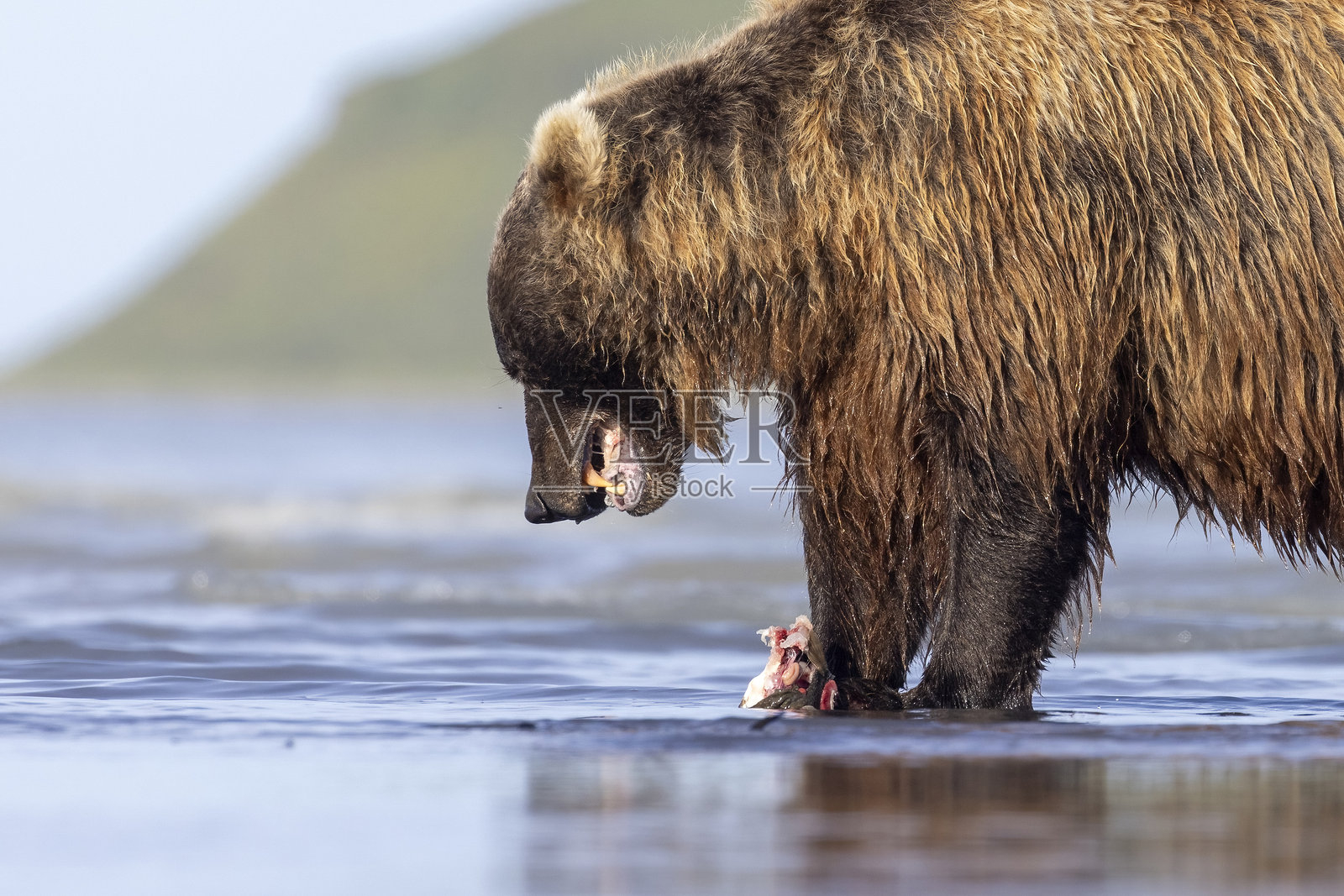 卡特迈国家公园的棕色海岸与比目鱼照片摄影图片