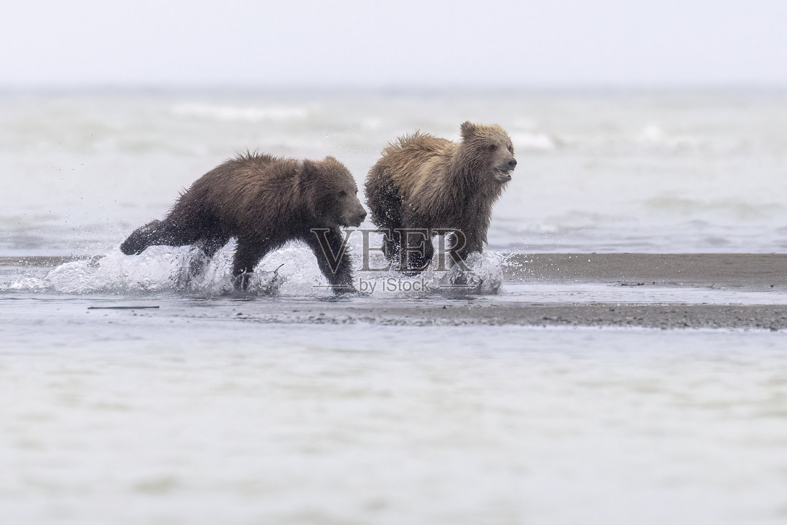 卡特迈国家公园的棕色海岸熊与幼崽照片摄影图片
