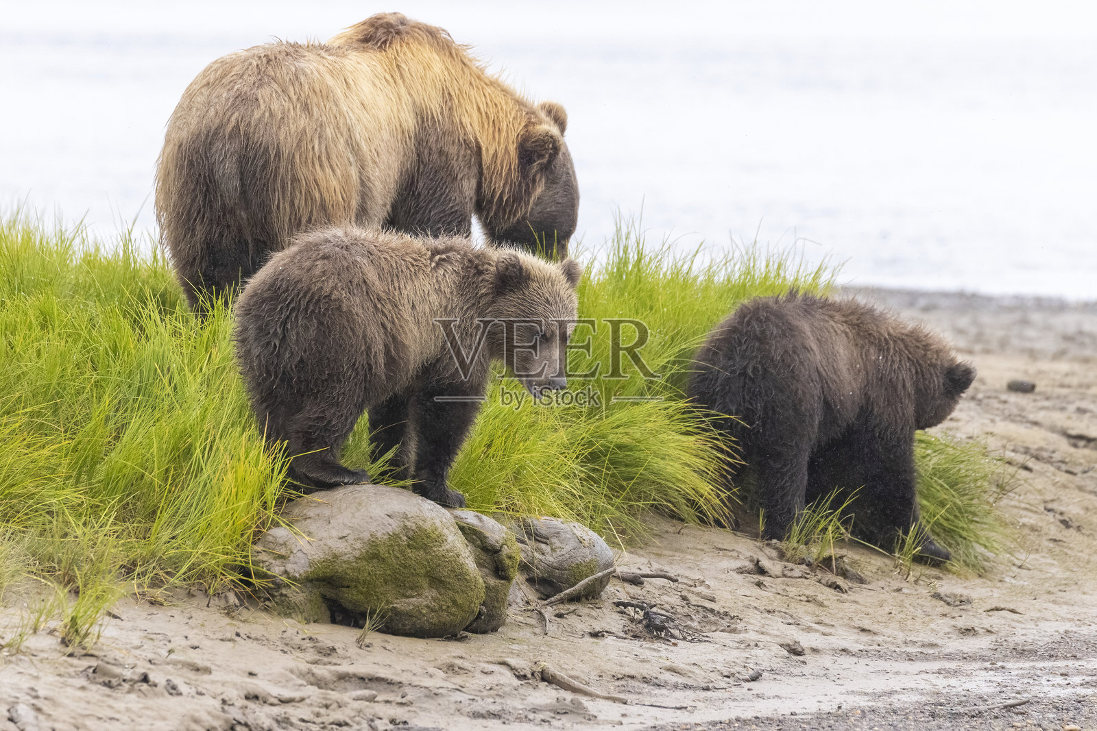 卡特迈国家公园的棕色海岸熊与幼崽照片摄影图片