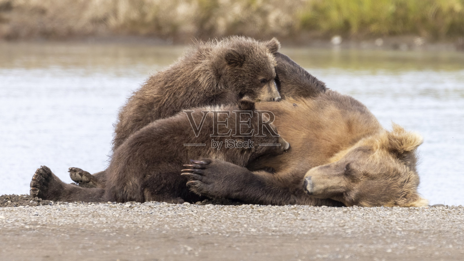 海岸棕熊母亲在哈罗湾哺乳她的幼崽照片摄影图片