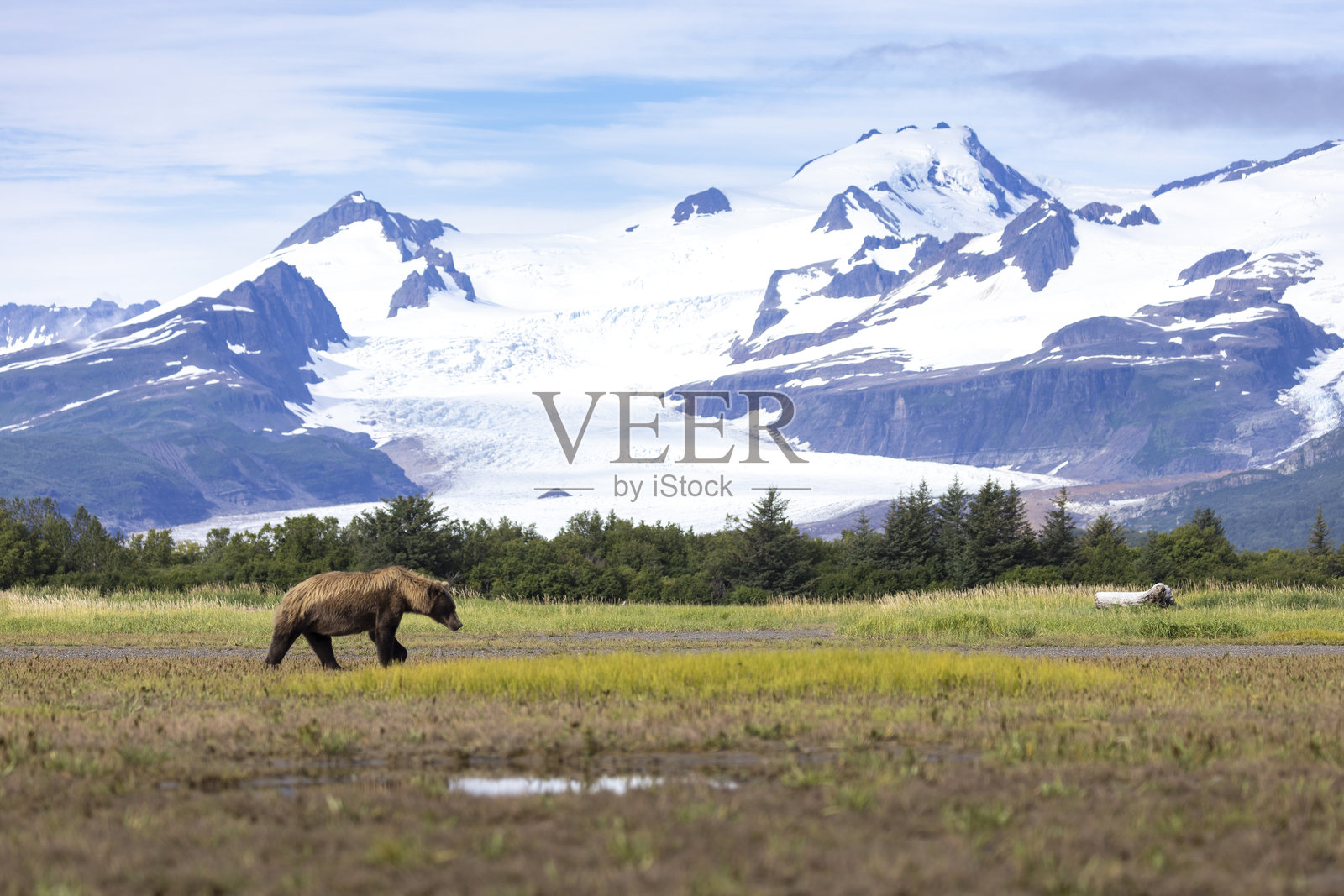 卡特迈国家公园的海岸棕熊照片摄影图片