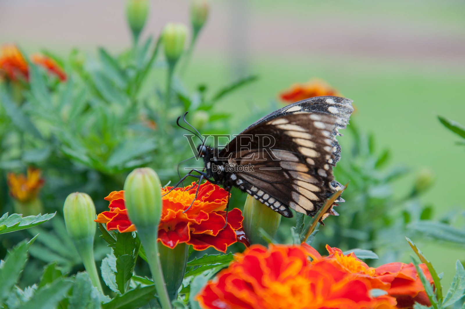 花园里的一只蝴蝶停在花上照片摄影图片